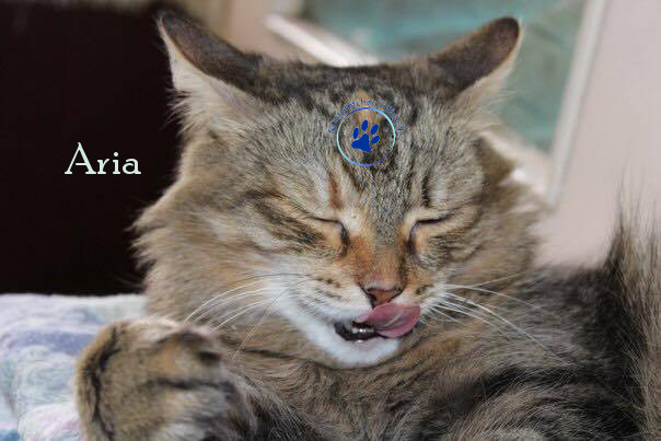 Aria Aria
