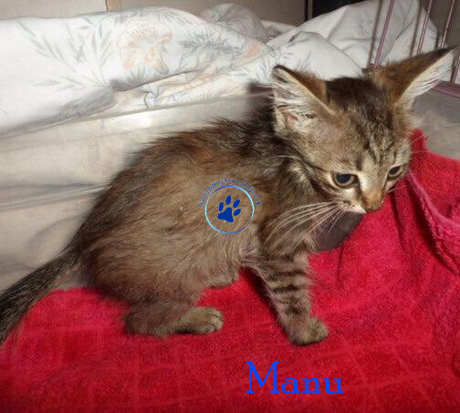 Manu Manu