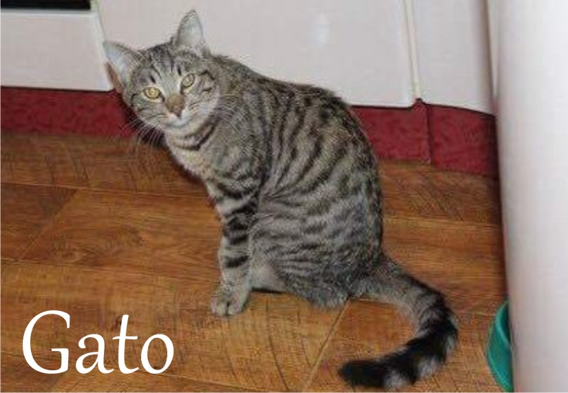 Gato Gato