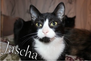 Jascha Jascha