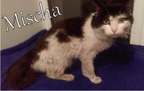 Mischa Mischa