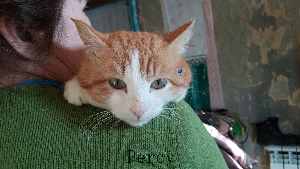 Percy Percy