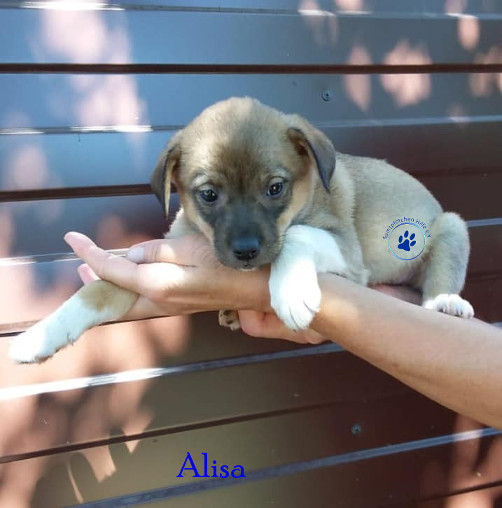 Alisa Alisa
