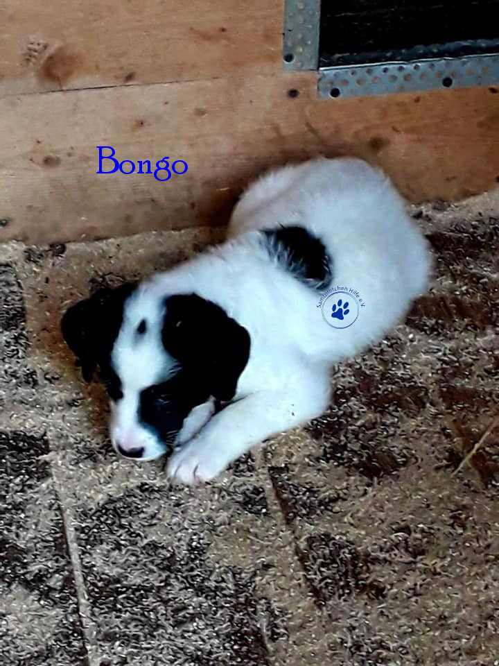 Elena/Hunde/Bongo/Bongo06mN.jpg