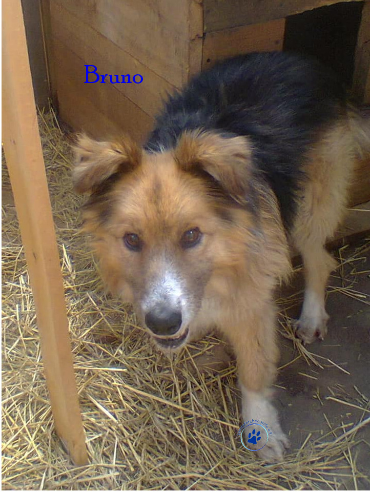 Bruno Bruno