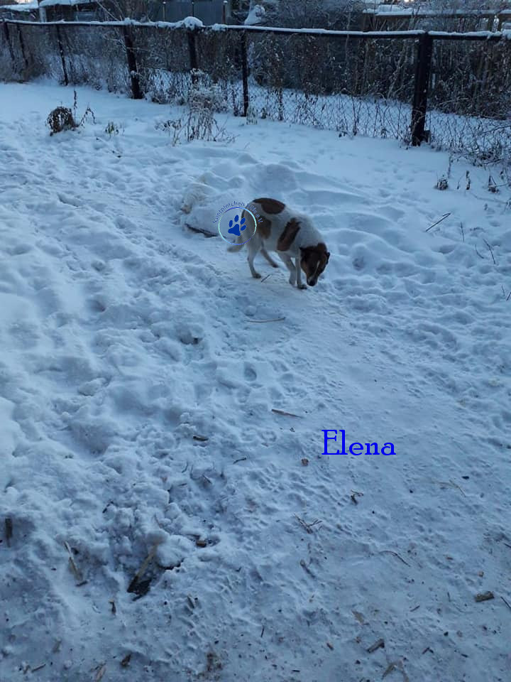 Elena/Hunde/Elena/Elena06mN.jpg