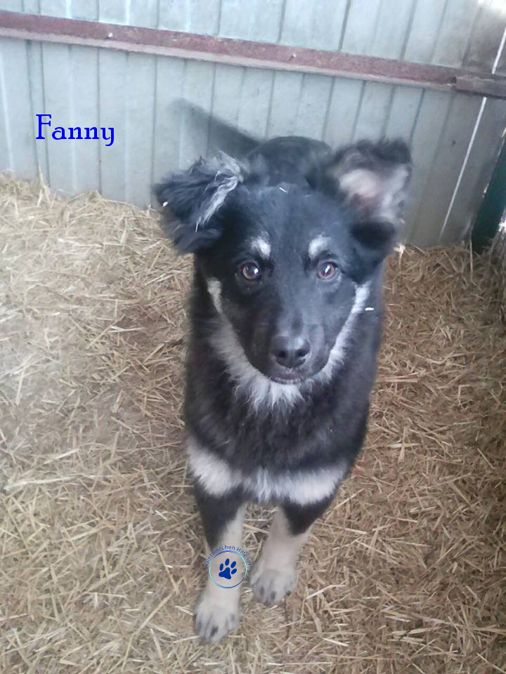 Elena/Hunde/Fanny/Fanny08mN.jpg