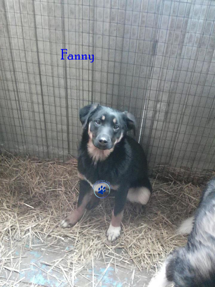 Elena/Hunde/Fanny/Fanny10mN.jpg