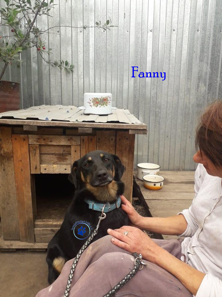 Elena/Hunde/Fanny/Fanny18mN.jpg