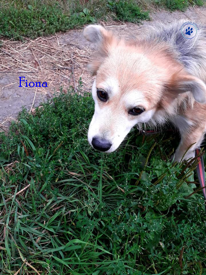 Elena/Hunde/Fiona/Fiona12mN.jpg