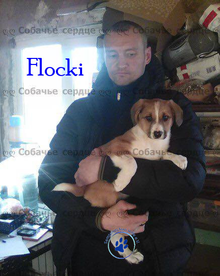 Elena/Hunde/Flocki/Flocki09mN.jpg