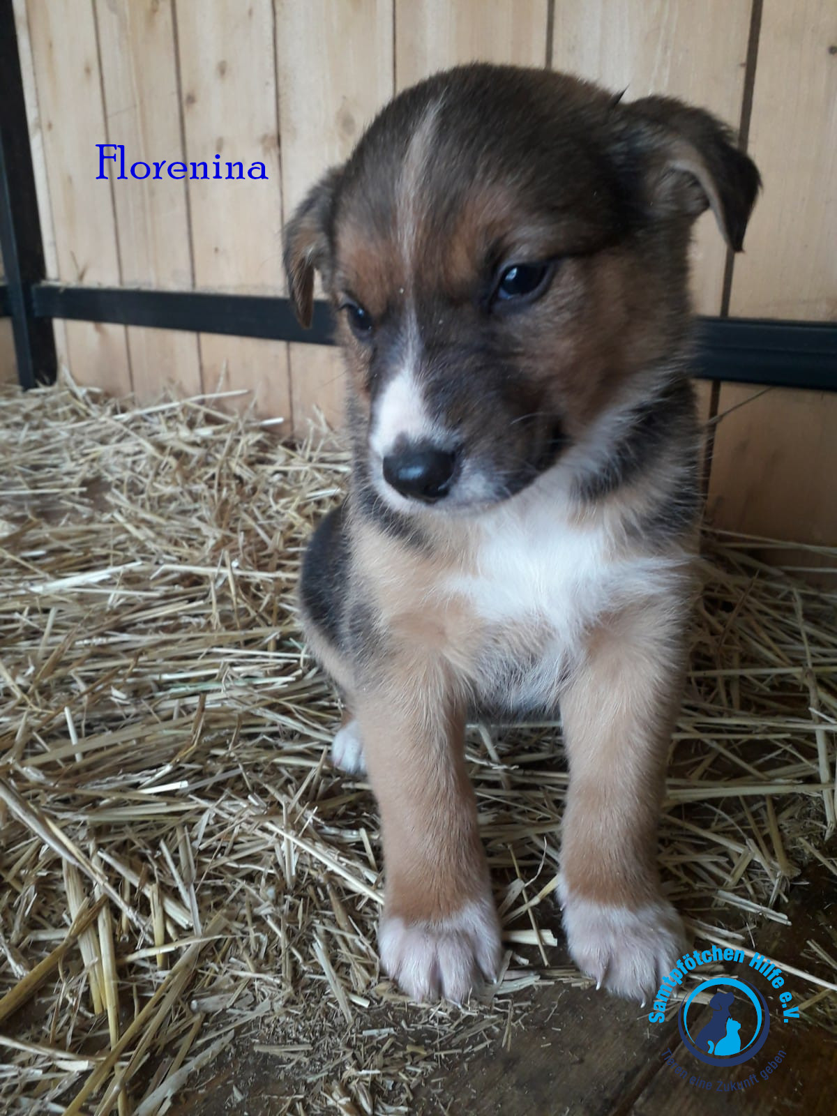 Florentina Florentina