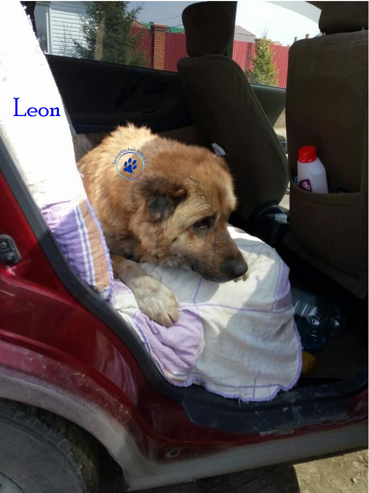 Leon Leon