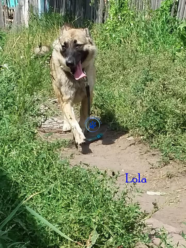 Elena/Hunde/Lola/Lola09mN.jpg