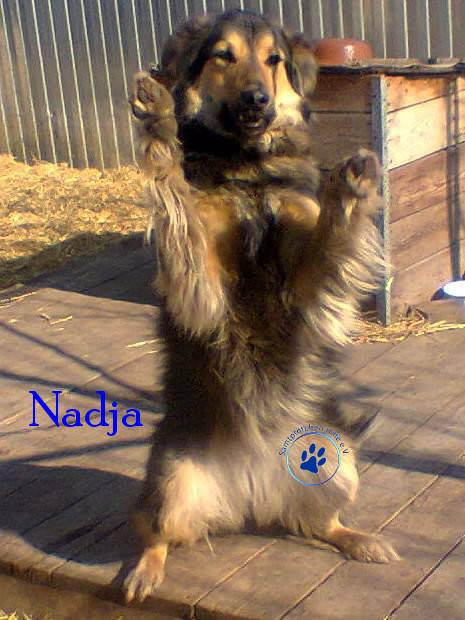 Elena/Hunde/Nadja/Nadja14mN.jpg