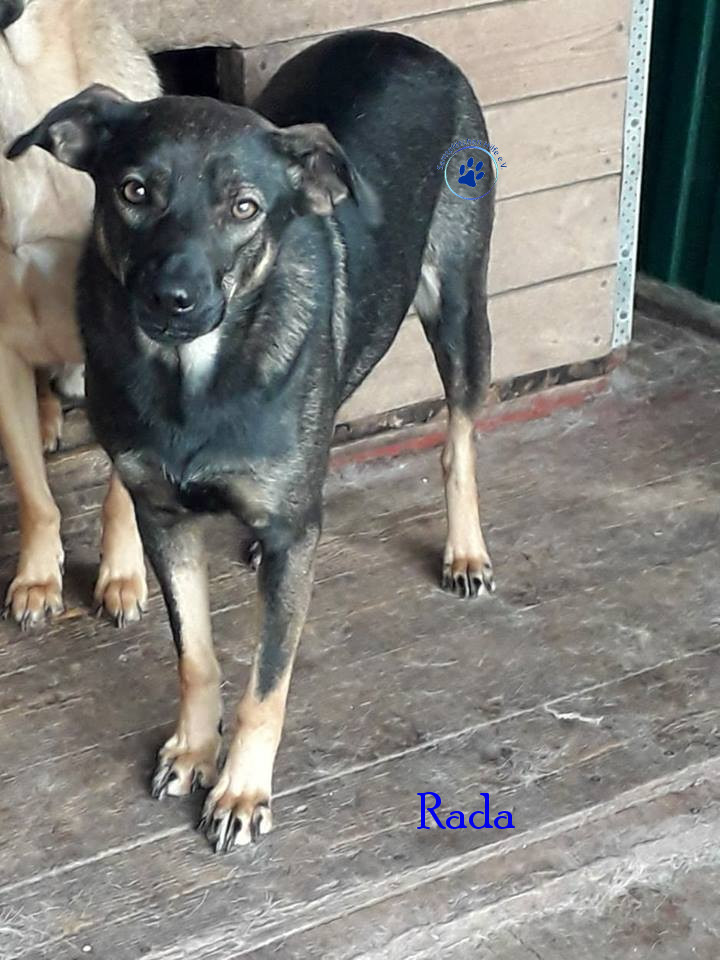 Rada Rada
