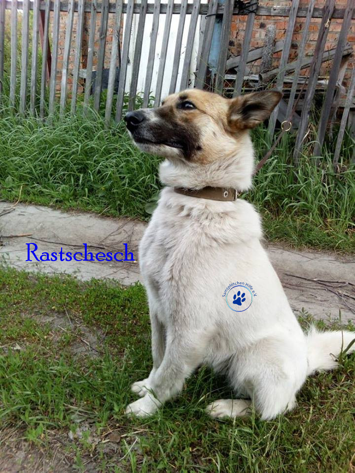 Rastschesch Rastschesch