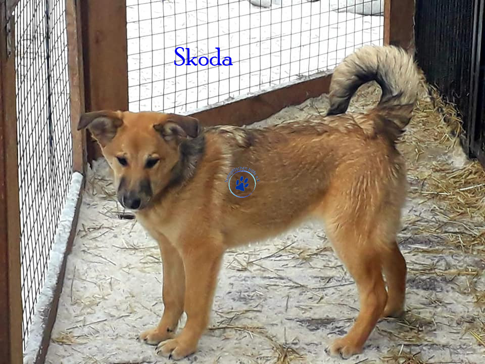 Elena/Hunde/Skoda/Skoda10mN.jpg