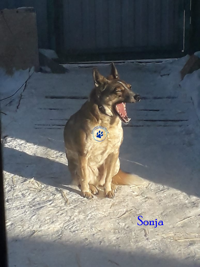 Elena/Hunde/Sonja/Sonja16mN.jpg