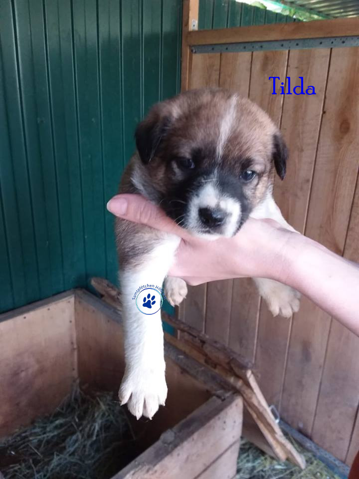 Elena/Hunde/Tilda/Tilda03mN.jpg