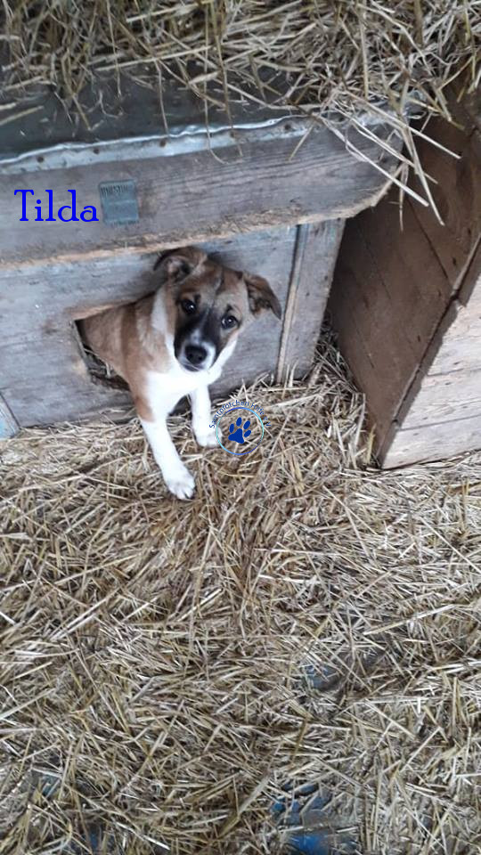 Elena/Hunde/Tilda/Tilda04mN.jpg