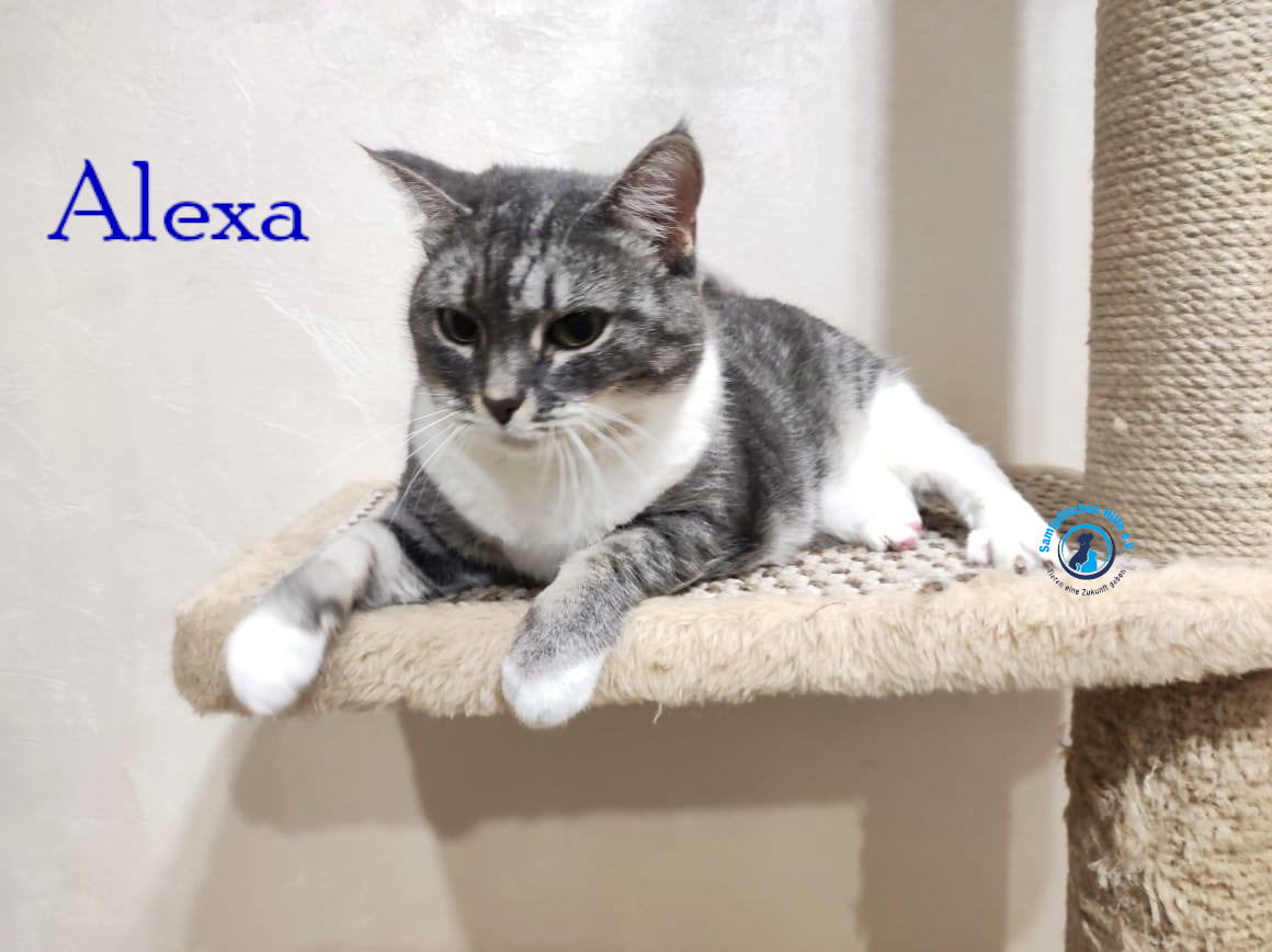 Fremde_Katzen/Alexa/Alexa45mN.jpg