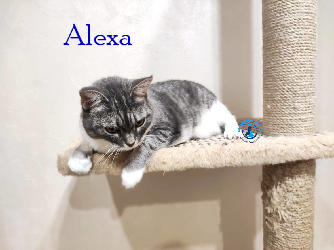Fremde_Katzen/Alexa/Alexa46mN.jpg