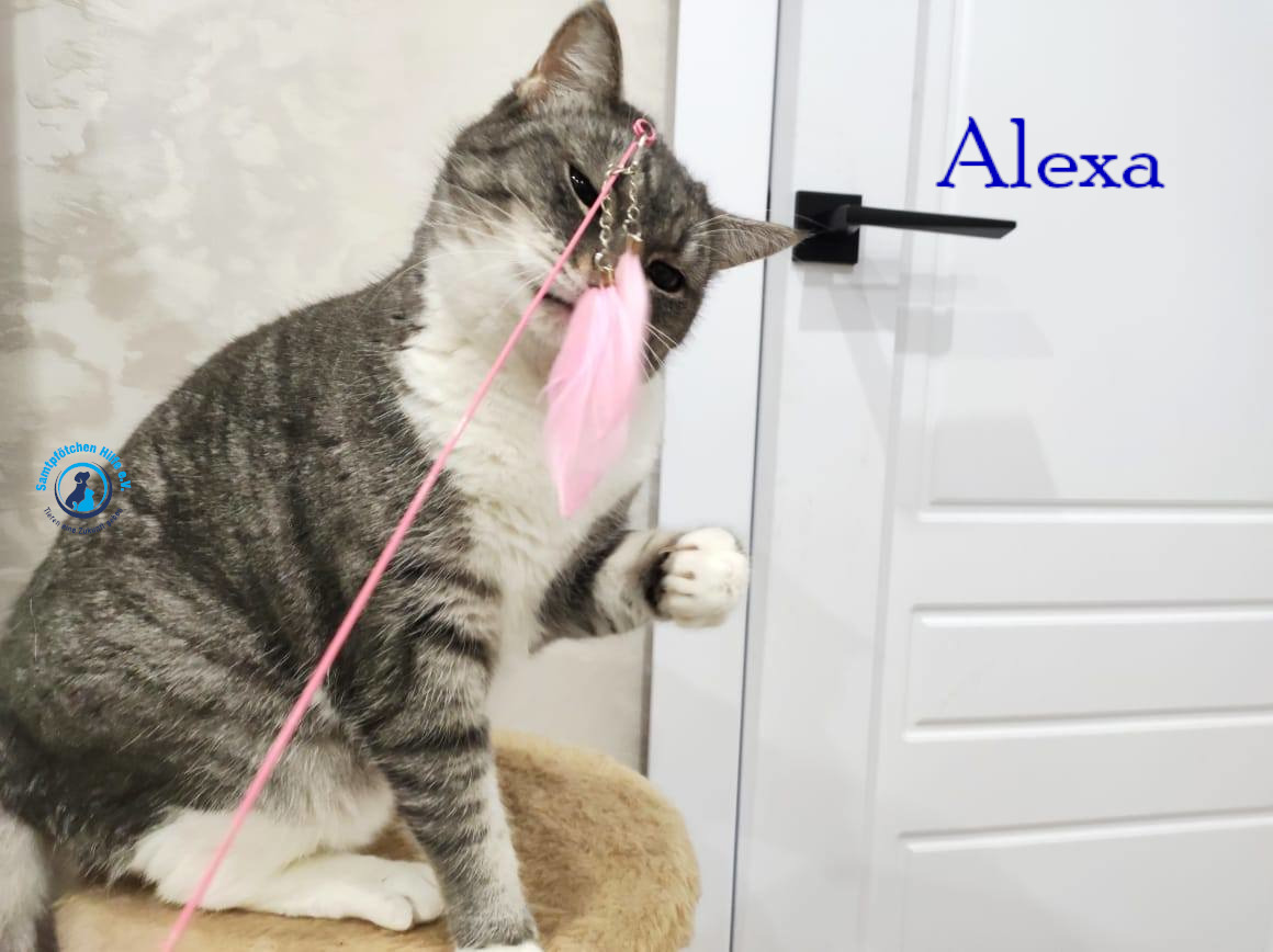 Fremde_Katzen/Alexa/Alexa48mN.jpg