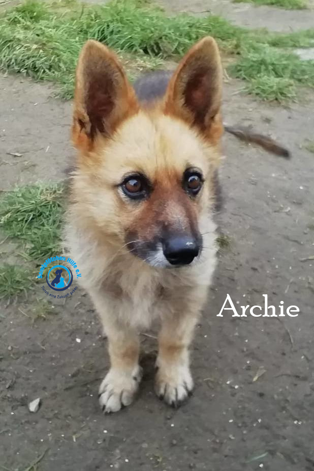 Archie Archie