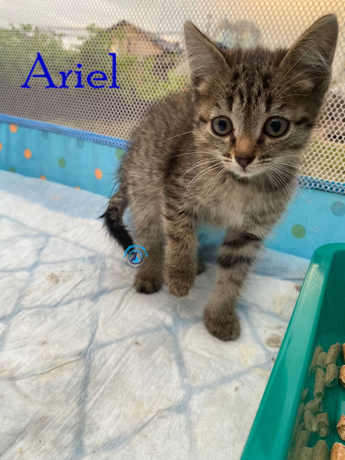Ariel Ariel