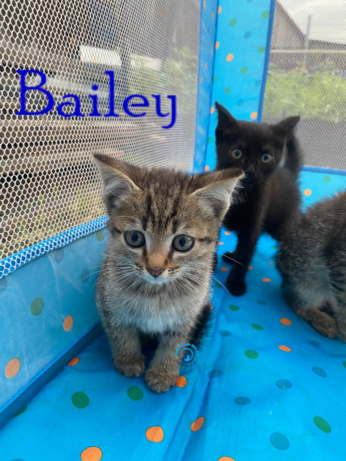 Bailey Bailey