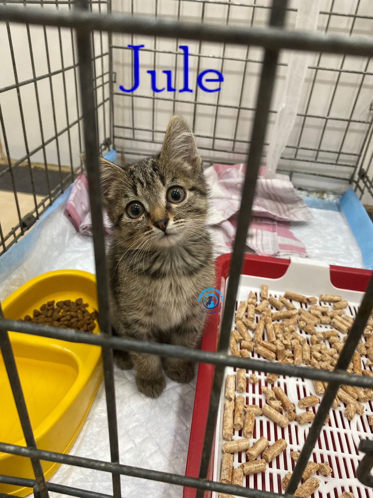 Fremde_Katzen/Jule_III/Jule_III02mN.jpg