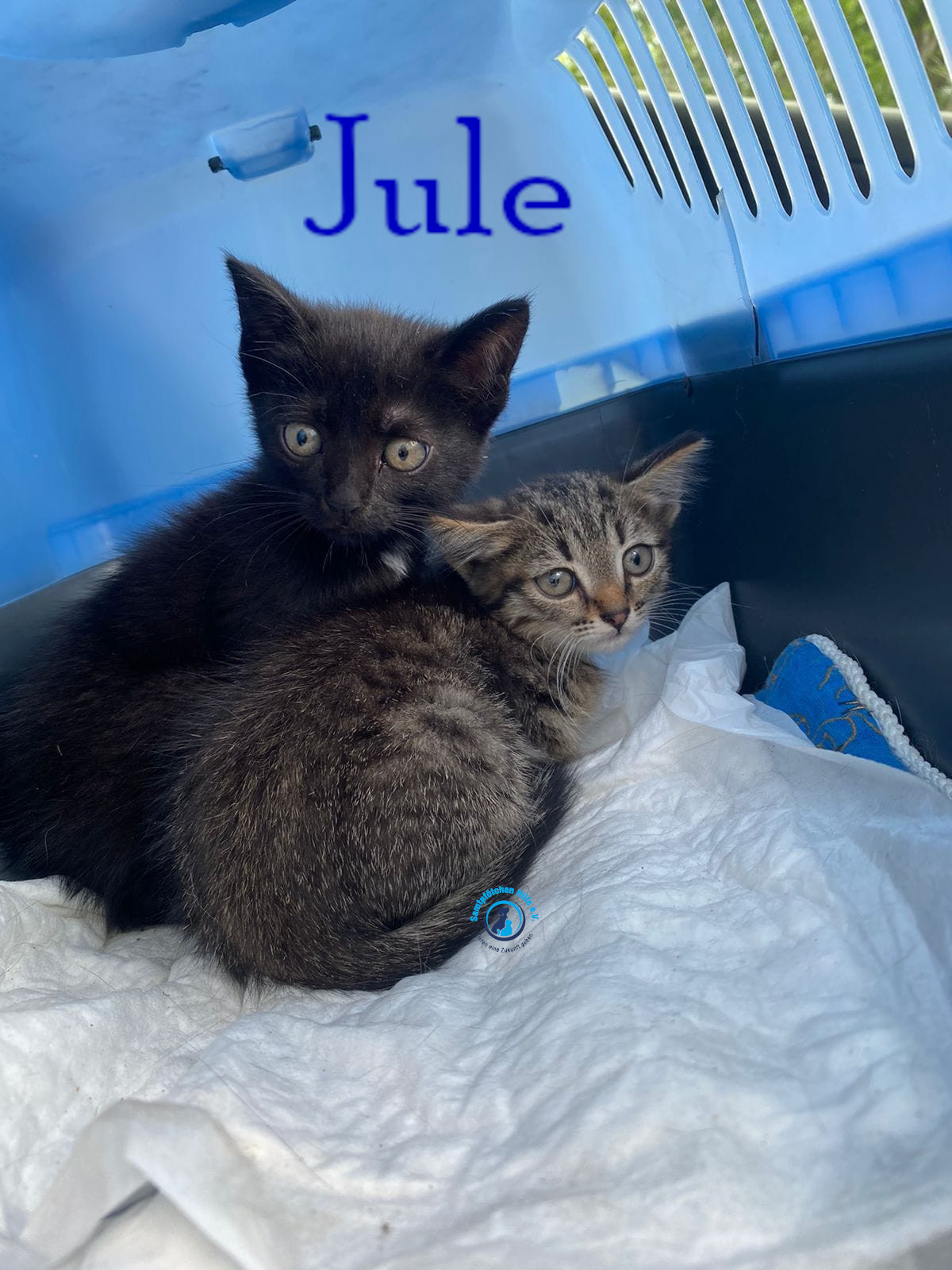 Fremde_Katzen/Jule_III/Jule_III03mN.jpg