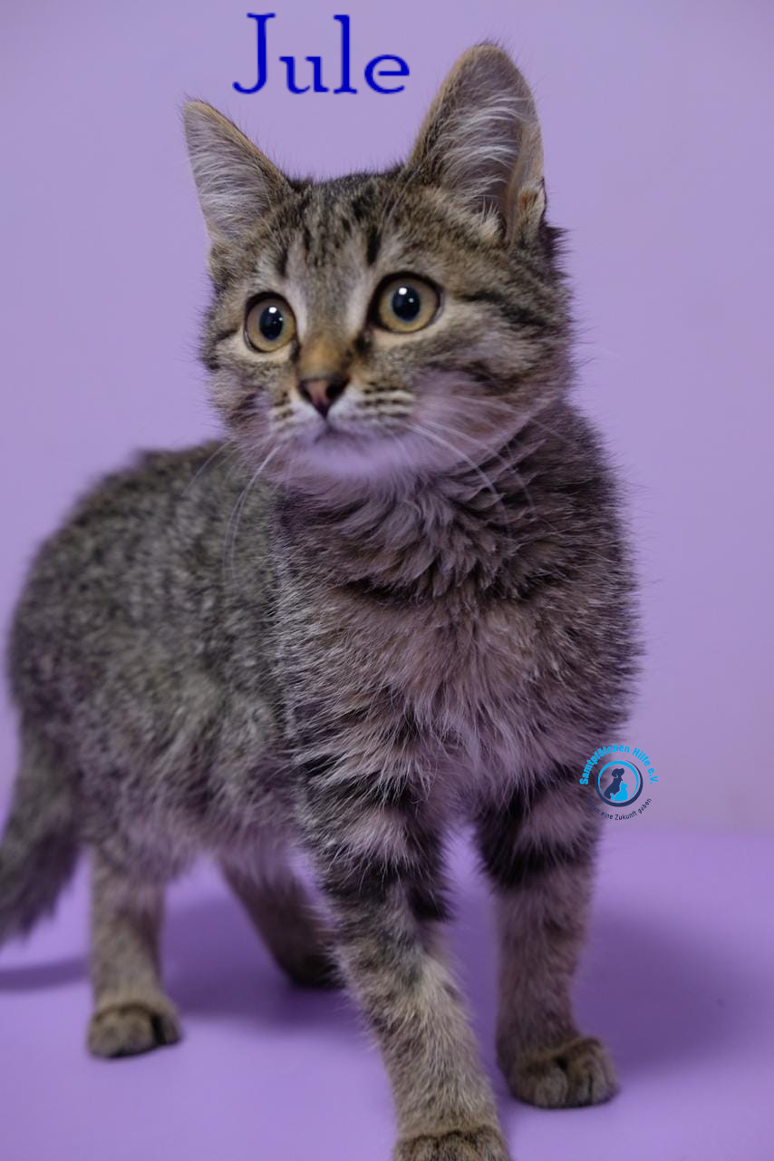 Fremde_Katzen/Jule_III/Jule_III05mN.jpg
