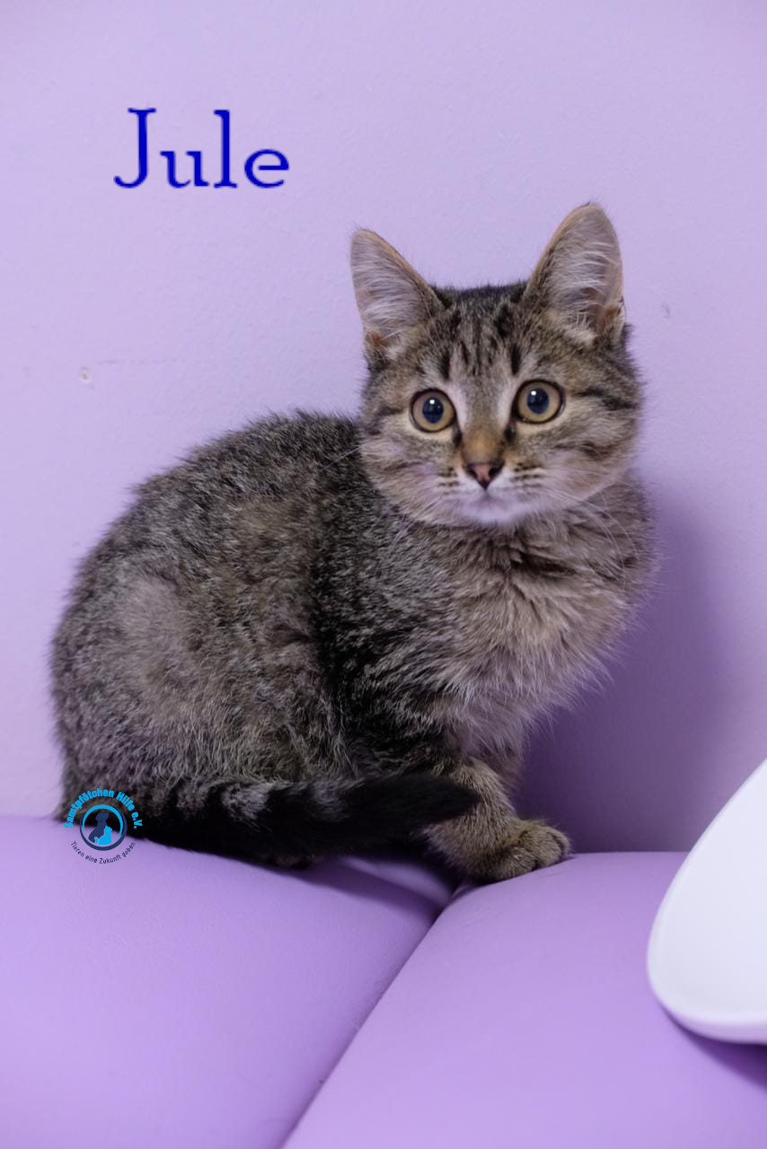 Fremde_Katzen/Jule_III/Jule_III07mN.jpg