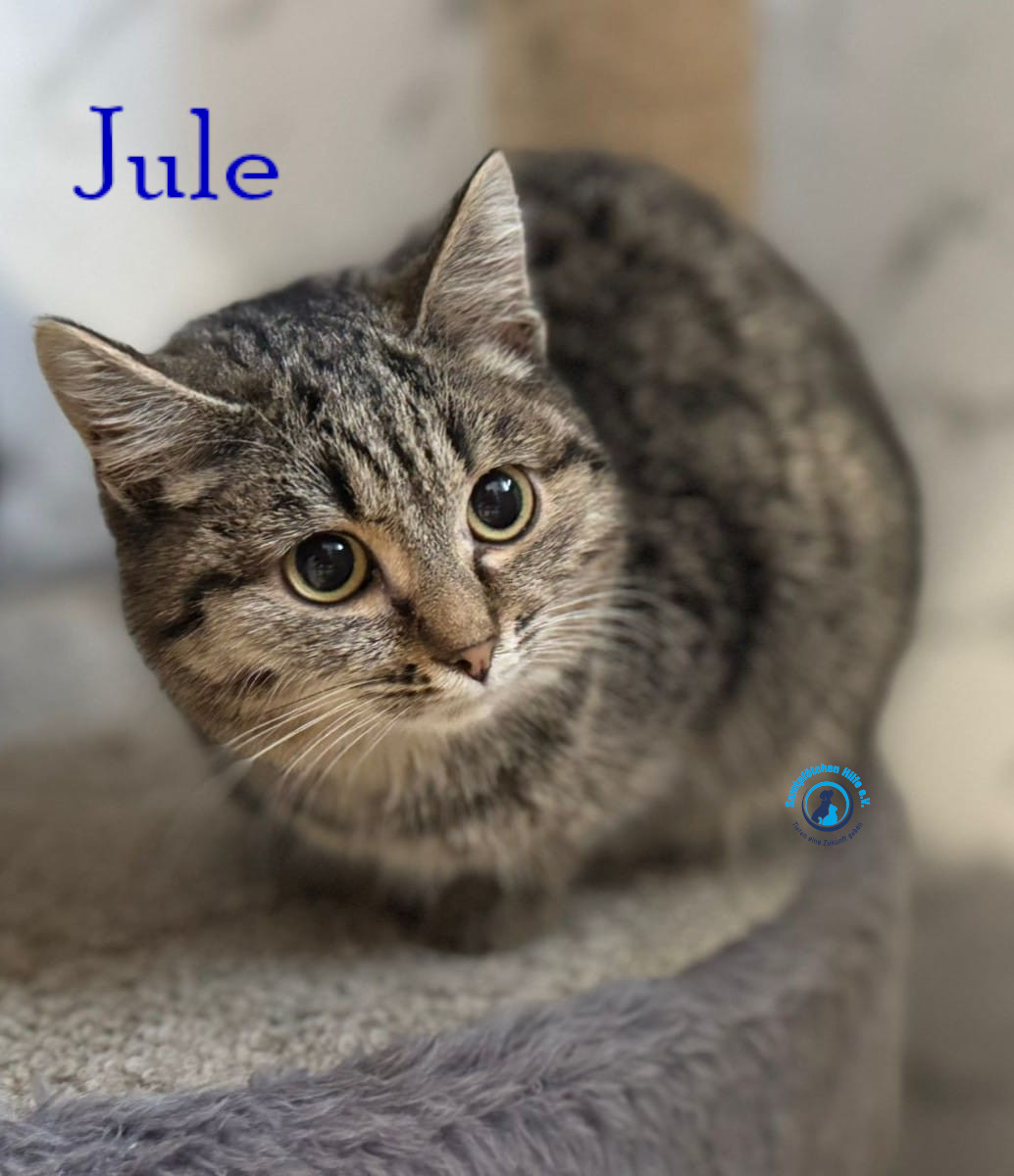 Fremde_Katzen/Jule_III/Jule_III11mN.jpg