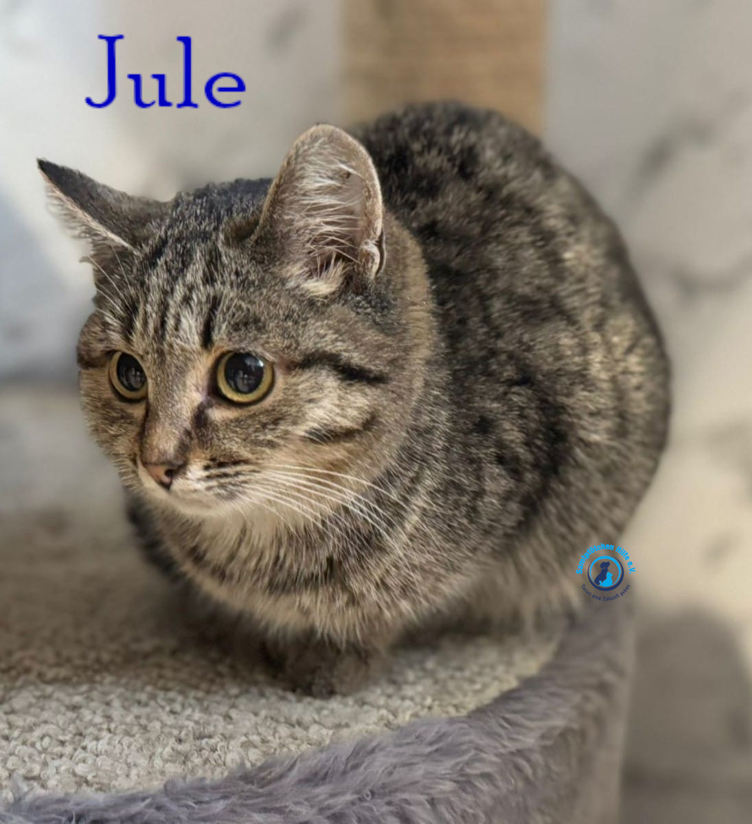 Fremde_Katzen/Jule_III/Jule_III12mN.jpg