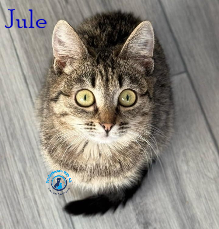 Fremde_Katzen/Jule_III/Jule_III13mN.jpg