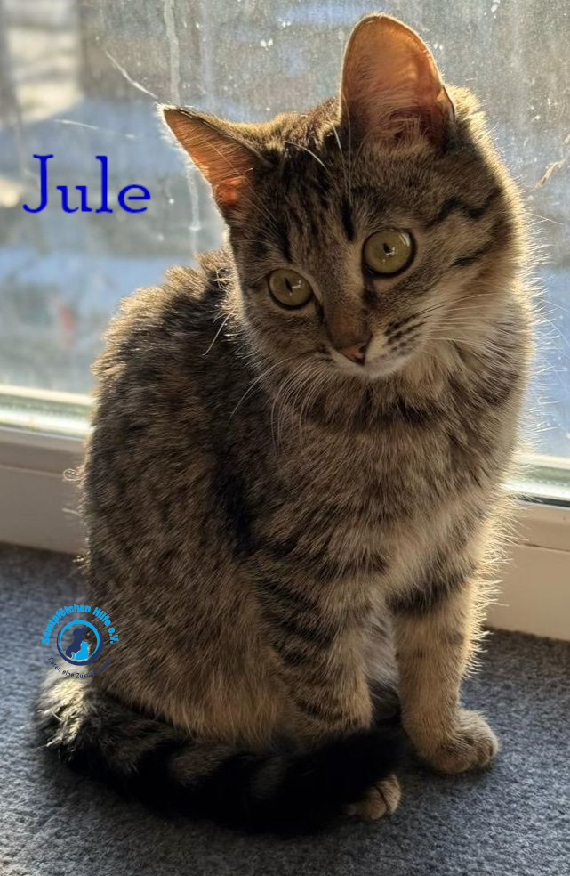 Fremde_Katzen/Jule_III/Jule_III14mN.jpg