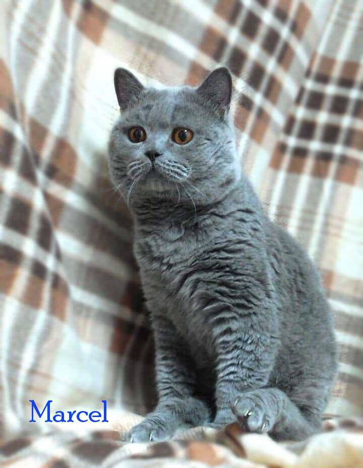 Marcel Marcel