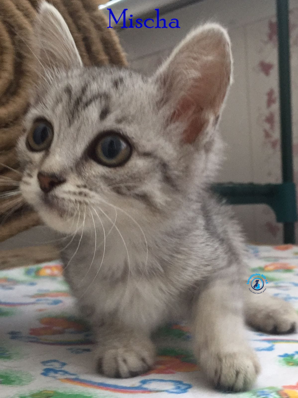 Mischa Mischa
