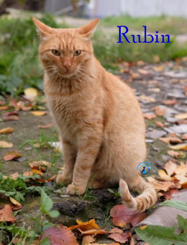 Rubin Rubin