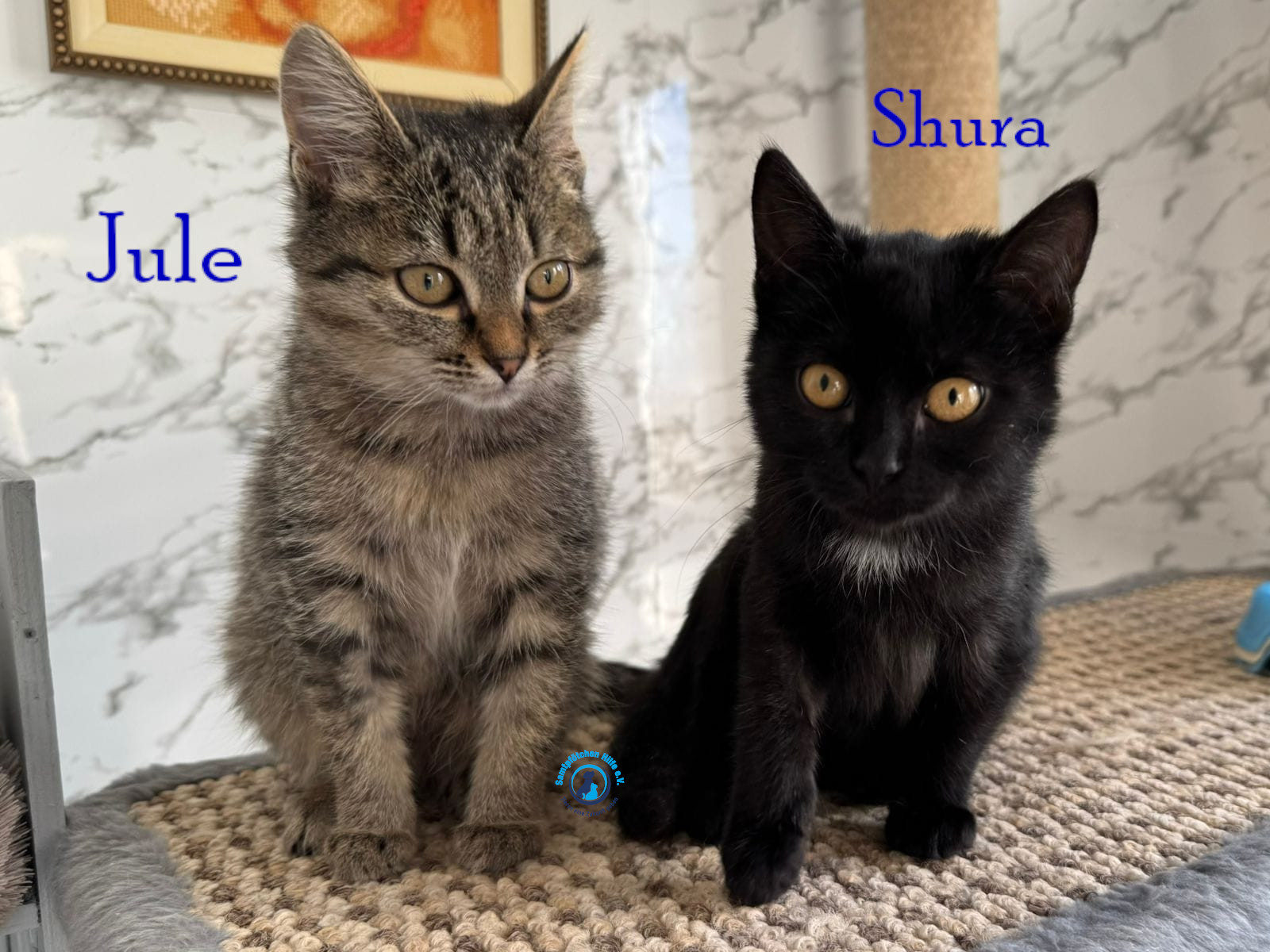 Fremde_Katzen/Shura_II/Shura&Jule03mN.jpg