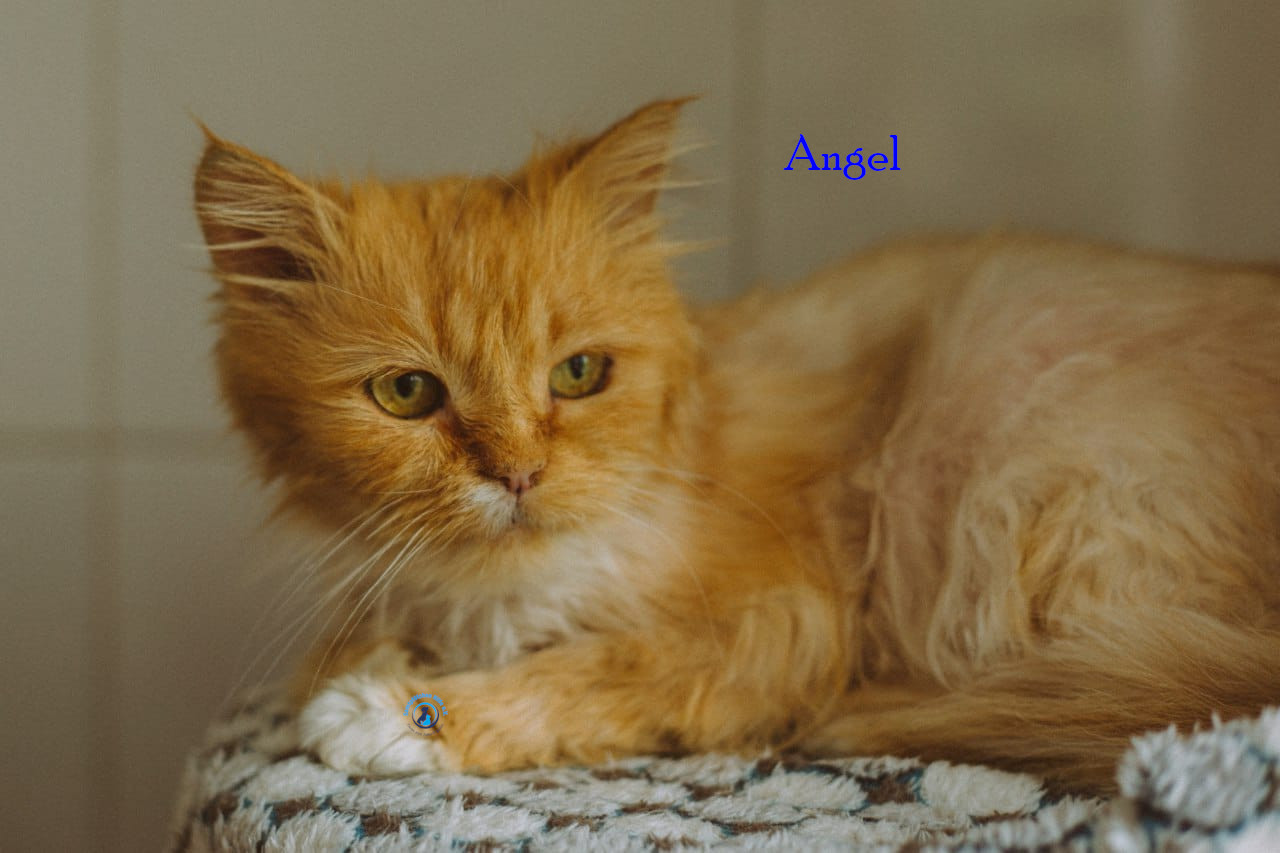Angel Angel