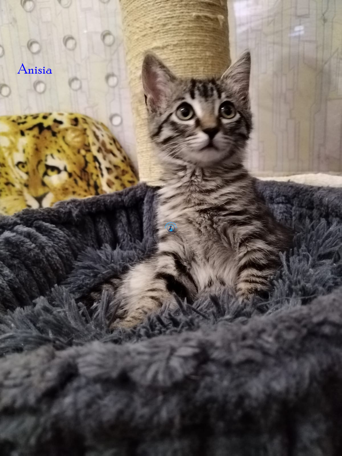 Anisia Anisia