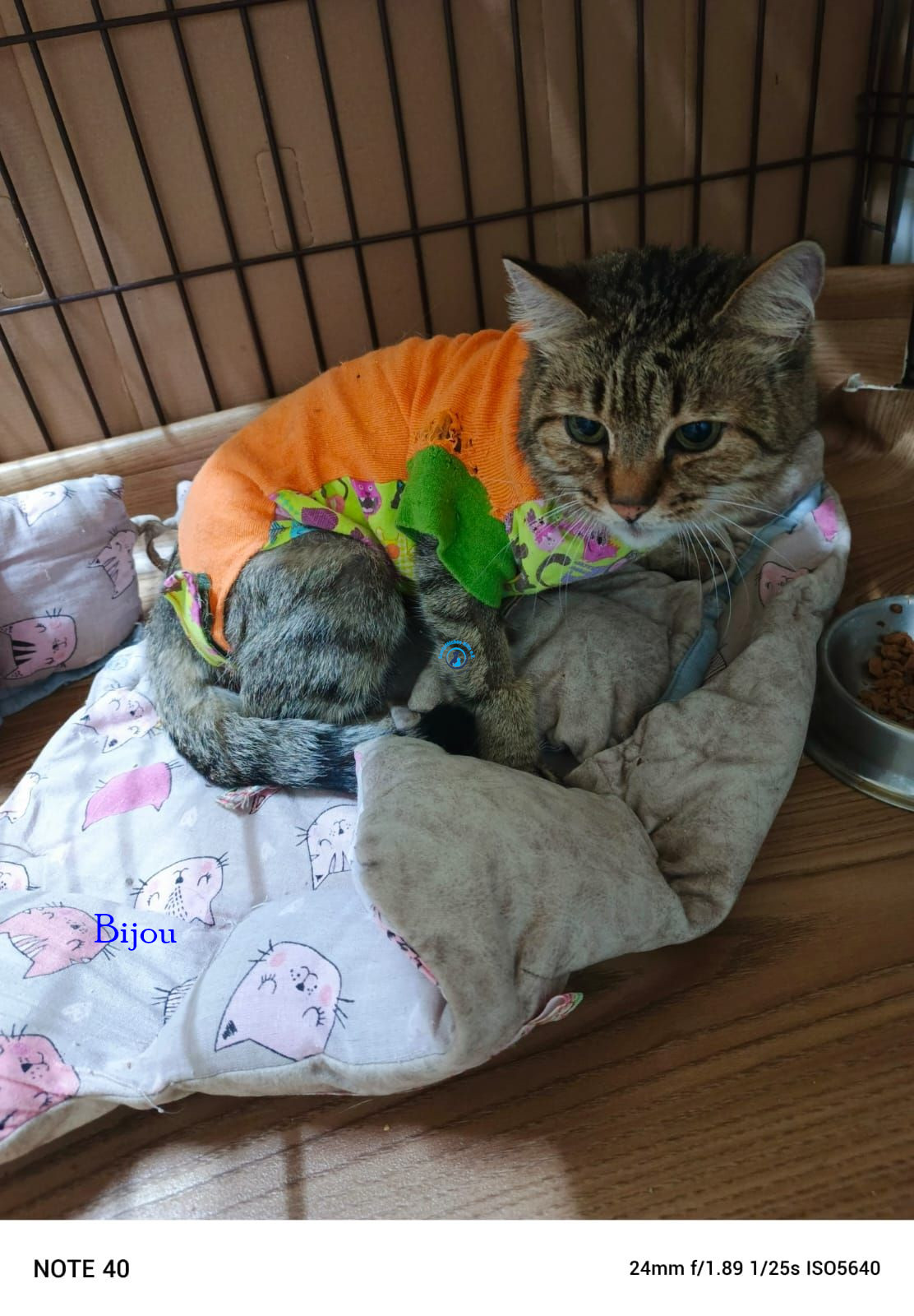 Irina/Katzen/Bijou/Bijou04.jpg