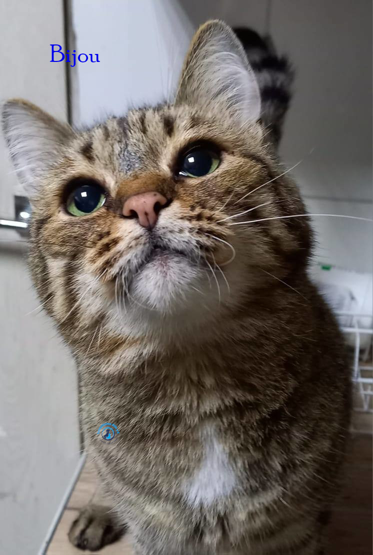 Irina/Katzen/Bijou/Bijou08.jpg