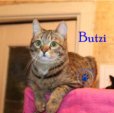 Butzi Butzi