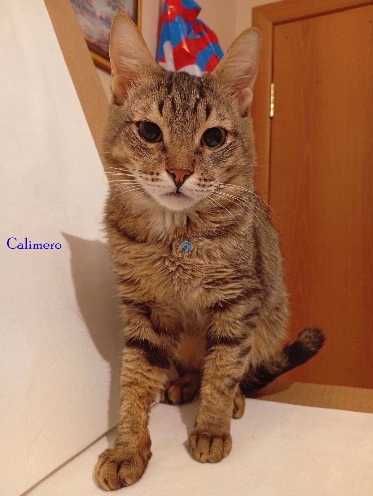 Irina/Katzen/CalimeroI/Calimero101.jpg