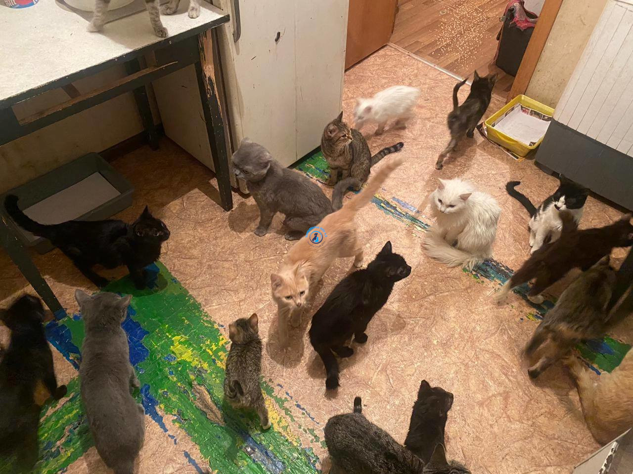 Irina/Katzen/CalimeroI/Theo01.jpg